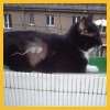 Kitty muss operiert werden